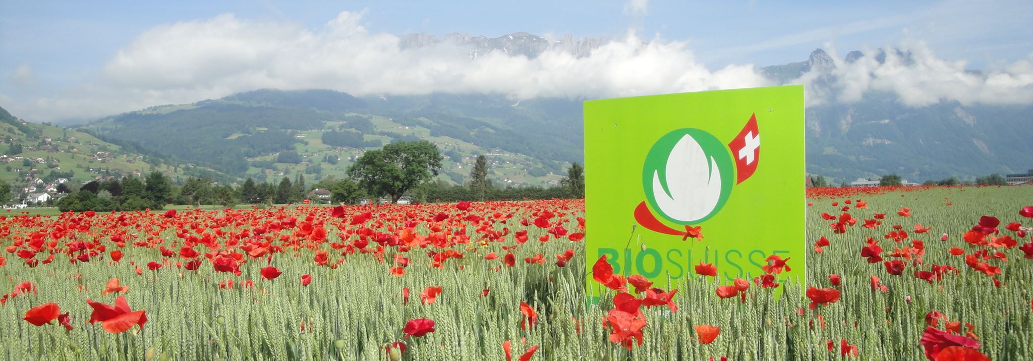 Bio Suisse Weizenfeld Bio Suisse Weizenfeld