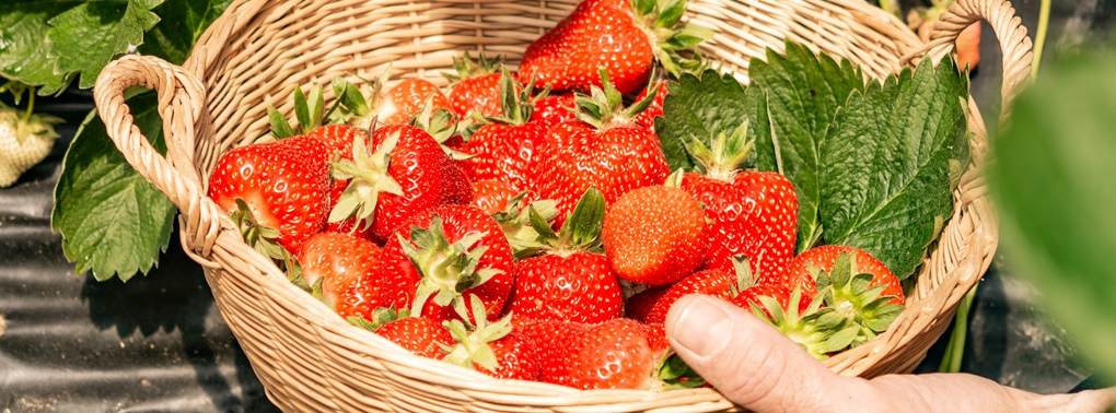 Erdbeeren vom Bioerdbeerbauer Thomas Joss