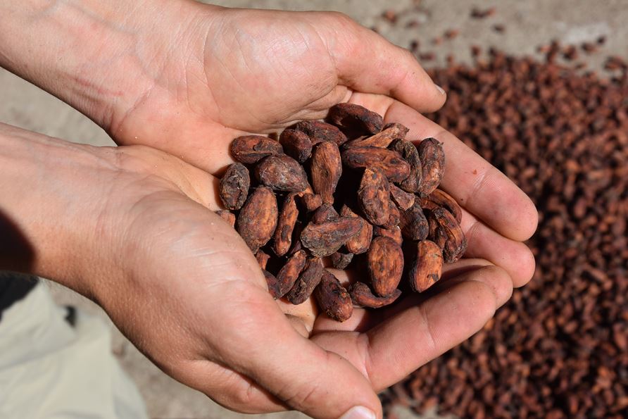 Kakaobohnen In Grand Cru Qualität