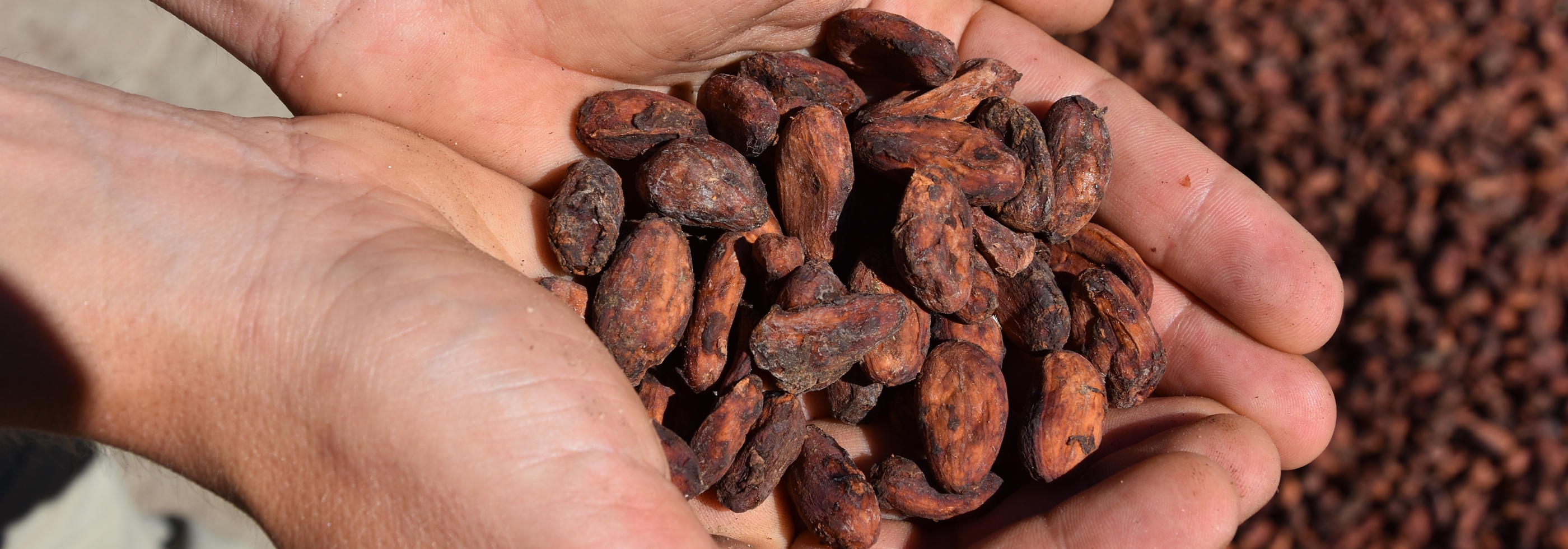 Kakaobohnen In Grand Cru Qualität