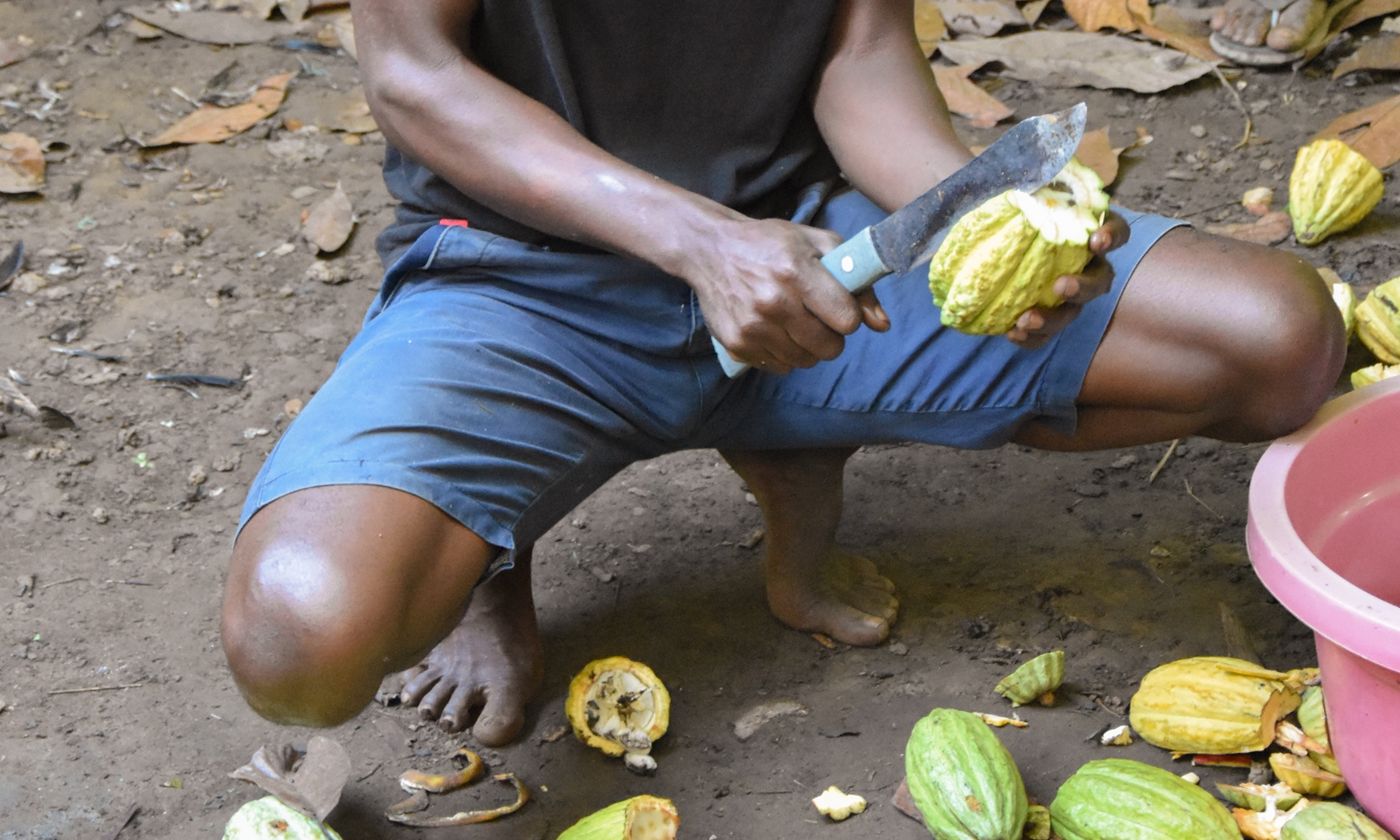 Kakaobauer Cherom beim Öffnen einer Kakaofrucht