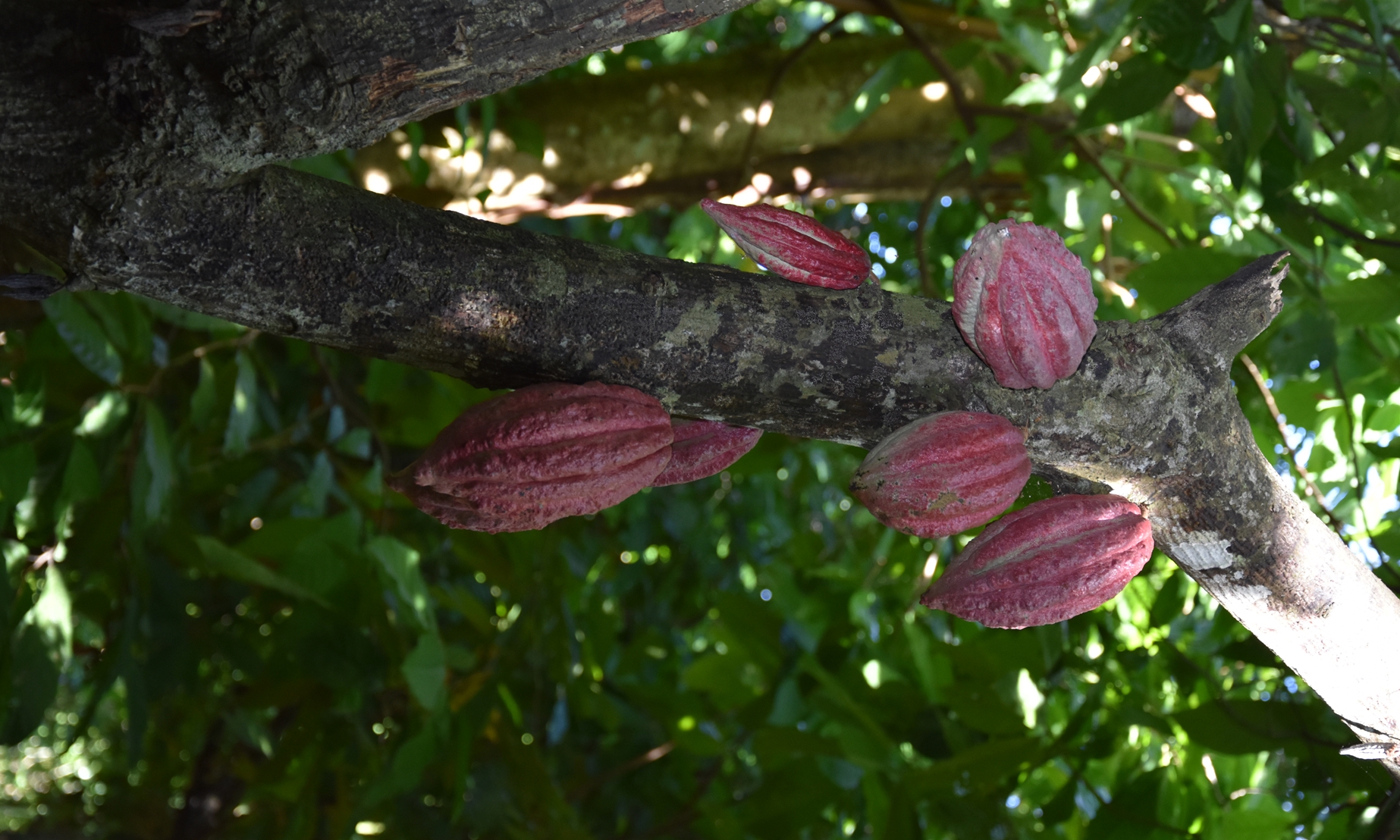 Erntereife Kakaobohnen